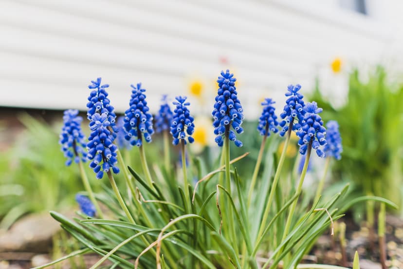 a large clump of flowers