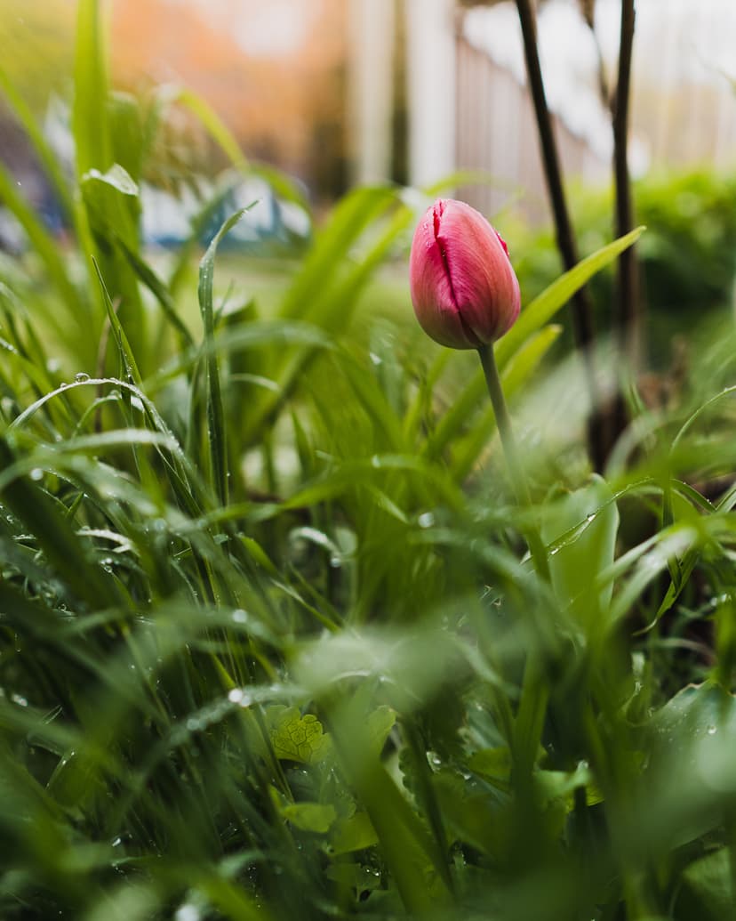 a single flower